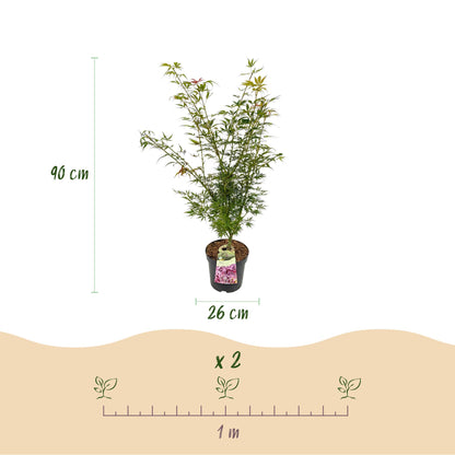 Green boutiQ - Gartenpflanze - Acer palmatum Jerre Swarts - Japanischer Ahorn - Laubabwerfend - Orange-Rot - 1 - Topf 26cm - Höhe 90cm 
