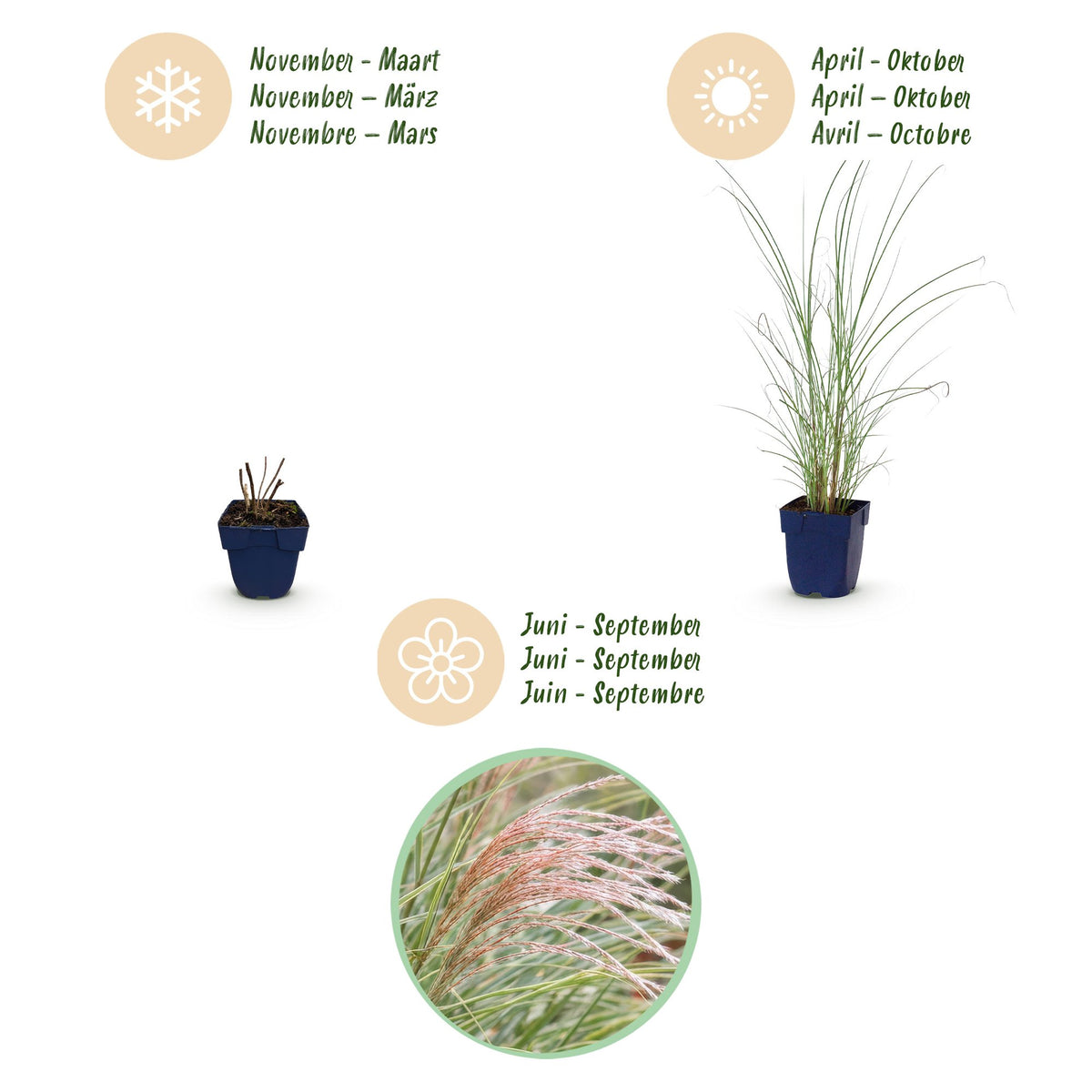 Chinaschilf 'Morning Light' – Miscanthus sinensis 'Morning Light' – Topf Ø11cm – Ansicht 4