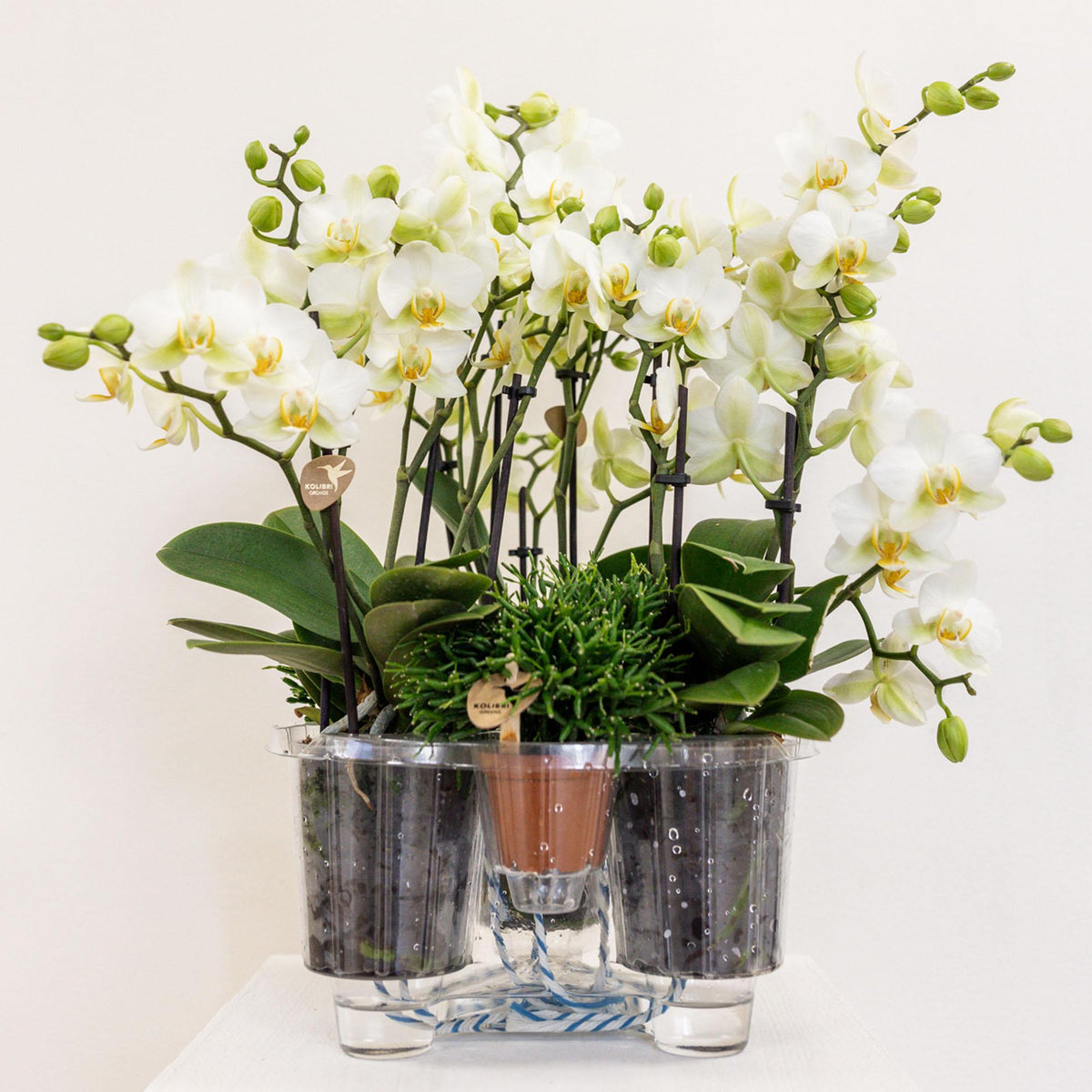 Kolibri Orchids | weißes Pflanzenset im Baumwollkorb inkl. Wassertank | drei weiße Orchideen Lausanne 9cm und drei Grünpflanzen | Dschungelstrauß weiß mit autarkem Wassertank 