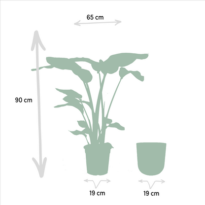 Strelitzia Nicolai - Ø19cm - ↕90cm + Topf Mayk Gold 