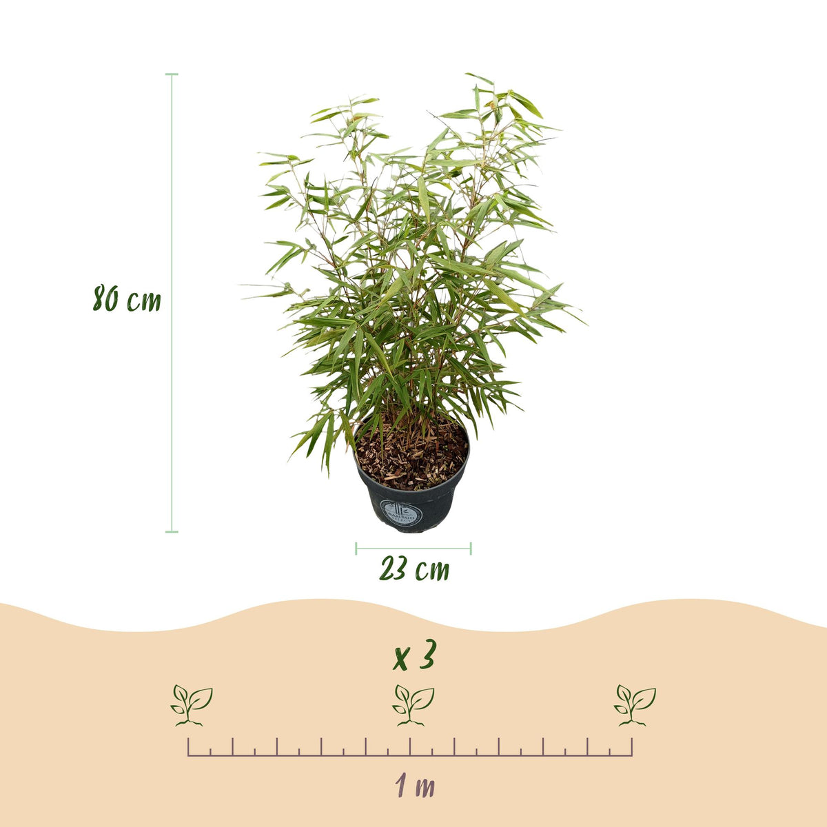 Green boutiQ - Gräser - Fargesia scabrida Asian Wonder - Bambus - Nicht Ausbreitend - Grün - 1 Pflanze - Topf 23 cm - Höhe 80 cm 