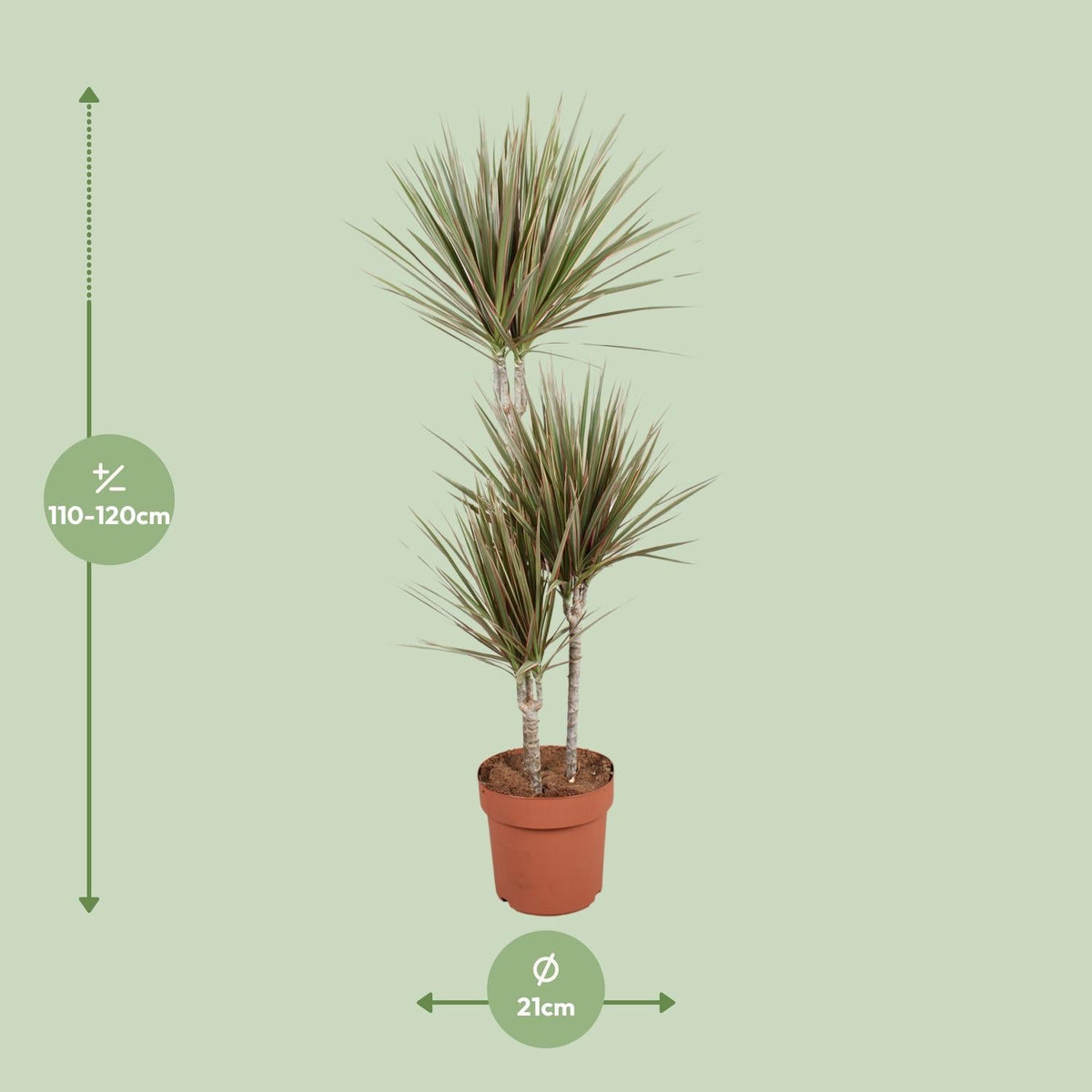 Drachenbaum - Dracaena Bicolor - Zimmerpflanze - Ø21cm - ↕120cm 