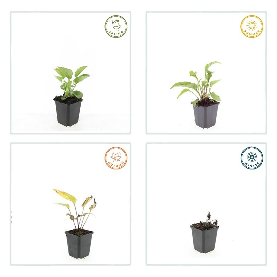 Rotblühender Scheinsonnenhut Echinacea purpurea 'Magnus' – ↕10-25cm – Ø9cm – 6 Pflanzen – Purpur-Sonnenhut – Bienenfreundlich – Für Sonne & Beete – Pflegeleicht 