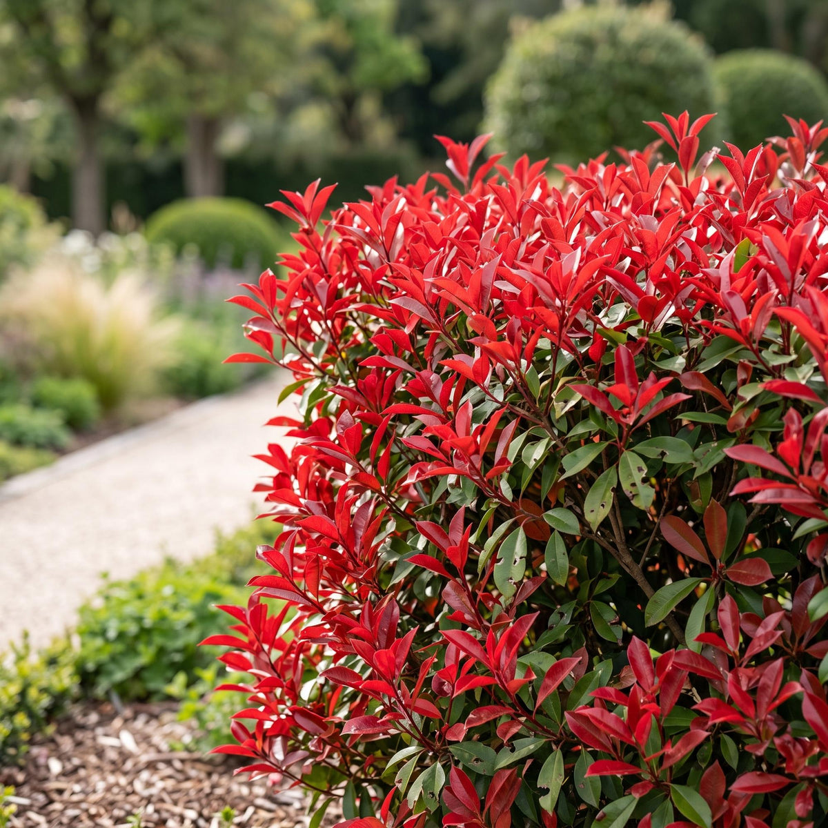 Glanzmispel 'Little Red Robin' – Photinia fraseri 'Little Red Robin' – 16 Heckenpflanzen – Topf Ø9cm – Ansicht 5