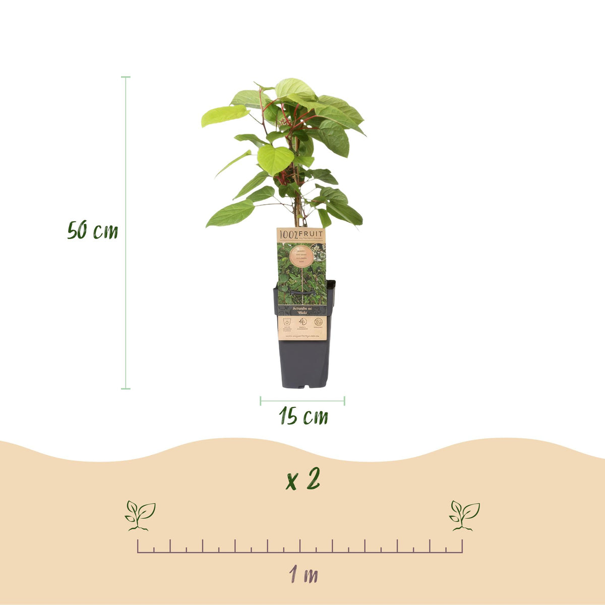 Green boutiQ - Fruchtpflanze - Actinidia arguta Weiki - Kiwi-Pflanze - Männlich - Rote - Lila Früchte - 1 Pflanze - Topf 15cm - Höhe 50cm 