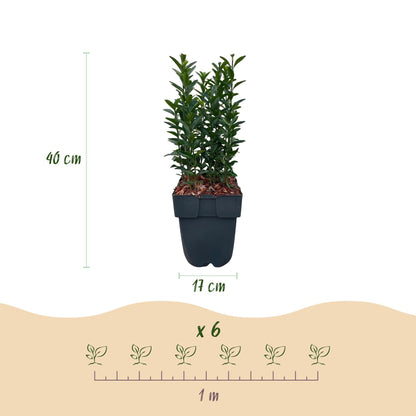 Japanischer Spindelstrauch Euonymus japonicus Green Spire – Heckenpflanze – Blatt Grün – 6 Pflanzen – 1  Meter – Immergrün – 17 cm Höhe 40 cm – Pflegeleicht & Sonnentolerant 
