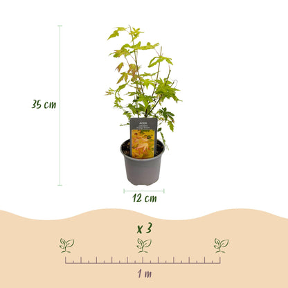 GreenboutiQ - Gartenpflanze - Acer palmatum Orange Dream - Orange - 1 Pflanze - Laubabwerfend - Wenig Pflege - Topf 12cm Höhe 35cm 