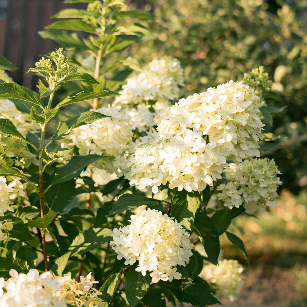 Rispenhortensie – Hydrangea panniculata Limelight – Blüte Limonengrün-Cremeweiß – Laubabwerfend – Große Blüten – 17cm – Höhe ca. 50cm 