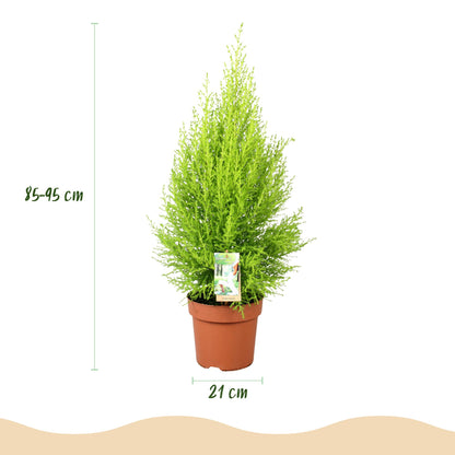 Green boutiQ - Zimmerpflanzen - Cupressus Gold Crest Wilma - Zimmerkonifere - Wenig Pflege - Grün - 1 Pflanze - mit Potter Weiß - Topf 21cm - Höhe 85-95cm 