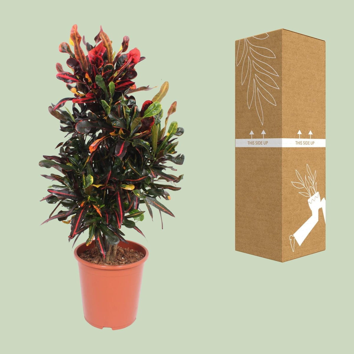 Codiaeum Variegatum Mammi - Ø27cm - ↕100cm 