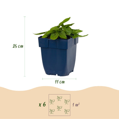 Ziest 'Ukkie' – Stachys officinalis 'Ukkie' – 6 Pflanzen – Topf Ø11cm – Ansicht 3