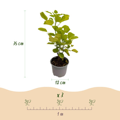 GreenboutiQ - Gartenpflanze - Cotinus coggyria Golden Spirit - Gelb - 1 Pflanze - Laubfallend - Wenig Pflege - Topf 12cm Höhe 35cm 