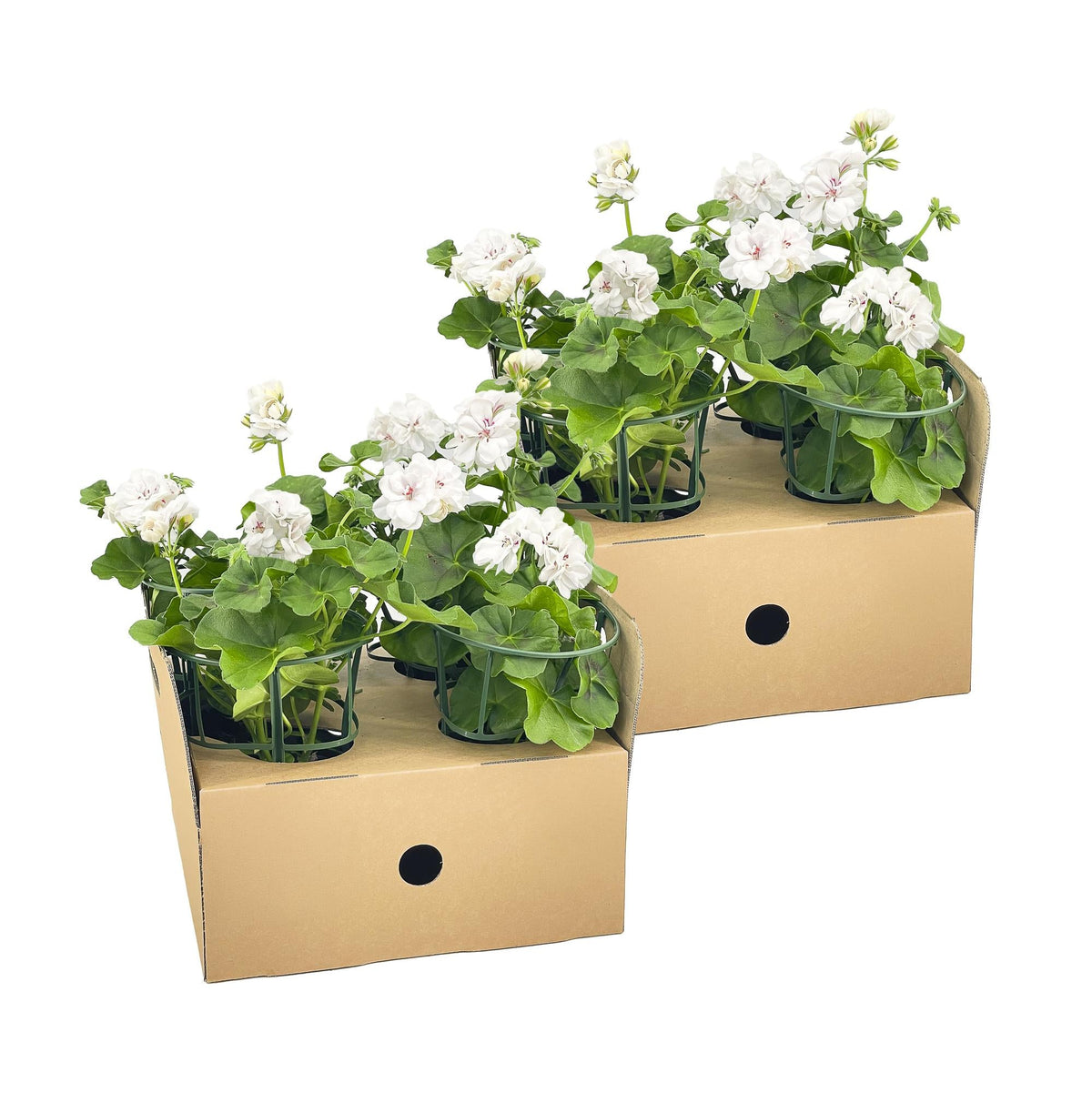 Hänge-Geranie - Pelargonium peltatum Weiß - Ø12 cm - ↕20 cm - 8 Pflanzen 