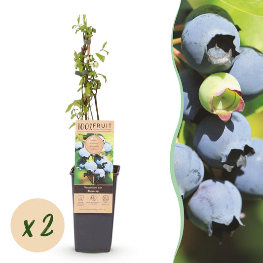 Green boutiQ - Fruit plant - Vaccinium corymbosum Bluecrop - Blueberry - Hardy - Blue Berry - 2 Plants - Pot 15cm - Height 50cm 