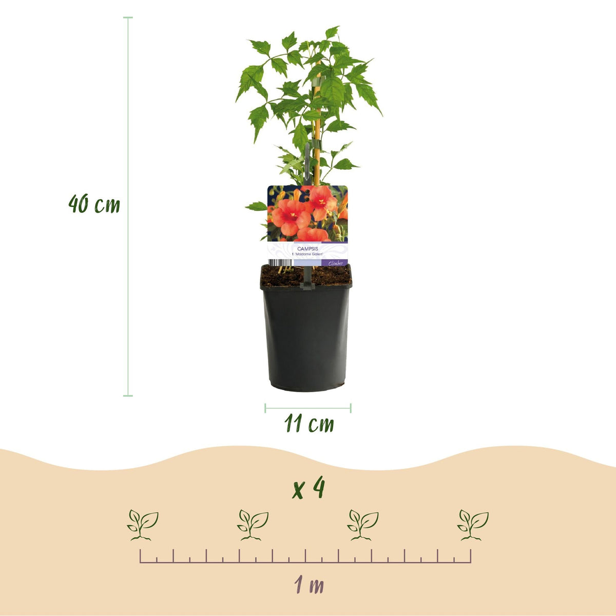 Trompetblume Campsis radicans Madame Galen – Orange Blüten – 2 Pflanzen – 11 cm x H40 cm – Bis 10 m – Pflegeleicht – Ideal für Garten, Balkon & Pergola 