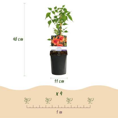 Trompetblume Campsis radicans Madame Galen – Orange Blüten – 2 Pflanzen – 11 cm x H40 cm – Bis 10 m – Pflegeleicht – Ideal für Garten, Balkon & Pergola 
