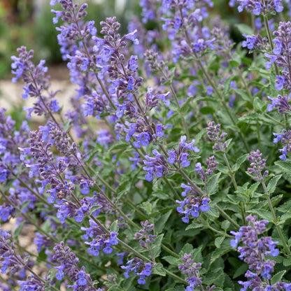 Katzenminze 'Six Hills Giant' – Nepeta faassenii 'Six Hills Giant' – Topf Ø11cm – Ansicht 5