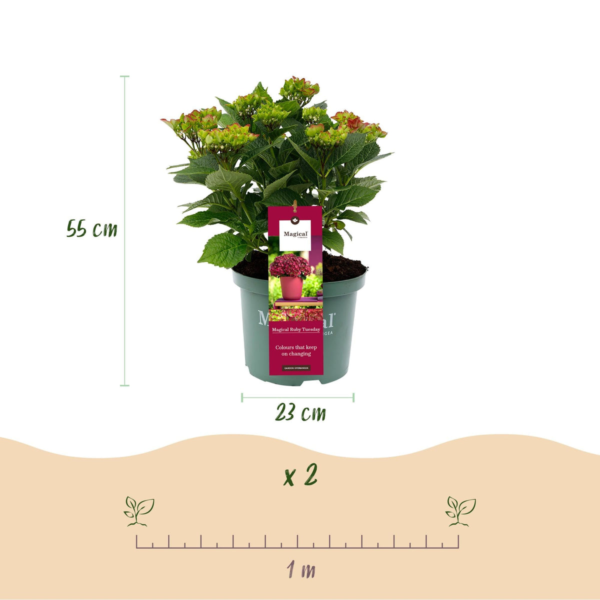 Hydrangea macrophylla Ruby Tuesday & Sapphire – Gartenhortensie – 2 Pflanzen - 23 cm – Höhe 55 cm – Rot und Blau – Balkonpflanze – 6-10 Blüten – Farbmix – Pflegeleicht 