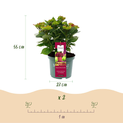 Hydrangea macrophylla Ruby Tuesday & Sapphire – Gartenhortensie – 2 Pflanzen - 23 cm – Höhe 55 cm – Rot und Blau – Balkonpflanze – 6-10 Blüten – Farbmix – Pflegeleicht 