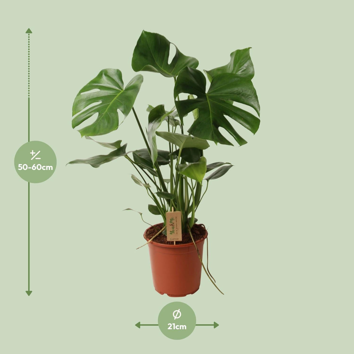 Monstera Deliciosa – Schweizer Käsepflanze – Zimmerpflanze ca. 60cm hoch – Ø21cm – Tropische Blattschmuckpflanze mit Luftreinigender Wirkung – Pflegeleicht & dekorativ 