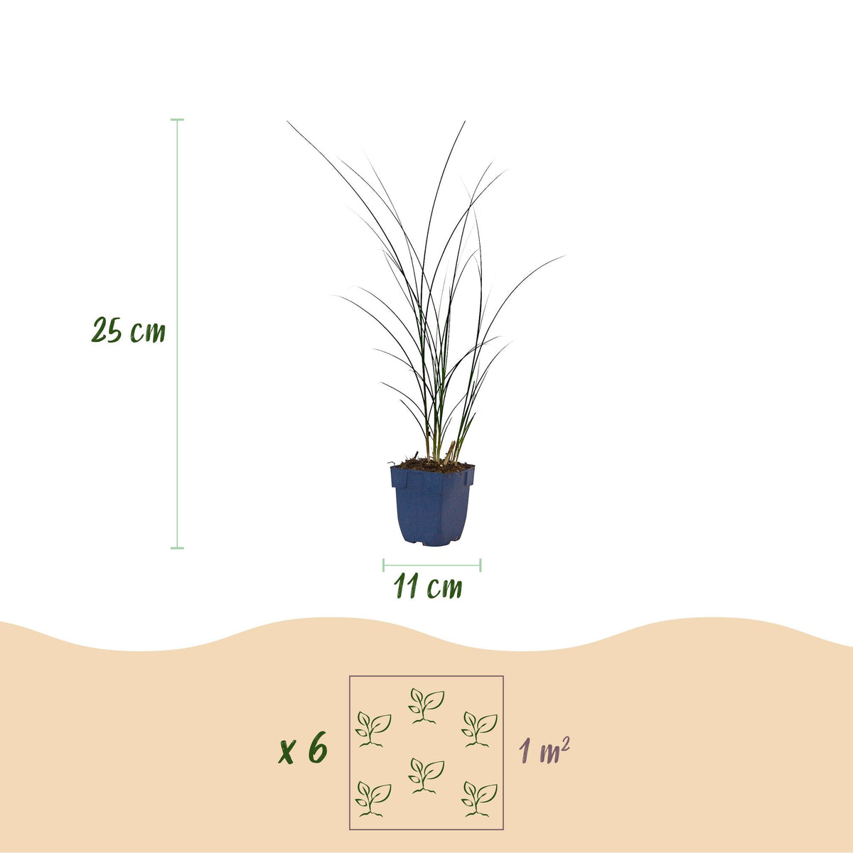 Chinaschilf 'Gracillimus' – Miscanthus sinensis 'Gracillimus' – Topf Ø11cm – Ansicht 3
