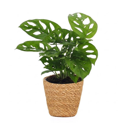 Fensterblatt 'Monkey Mask' – Monstera adansonii – Topf Ø12cm – Höhe 25cm – mit Korb – Dekorative Zimmerpflanze – Ansicht 2