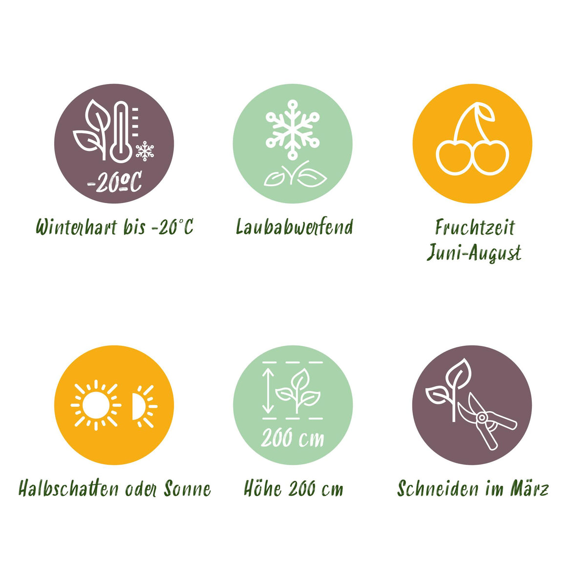 Green boutiQ - Fruit plant - Ribes nigrum Titania - Berry plant - Winter hardy - Blackcurrant - 2 Plants - Pot 15cm - Height 50cm 