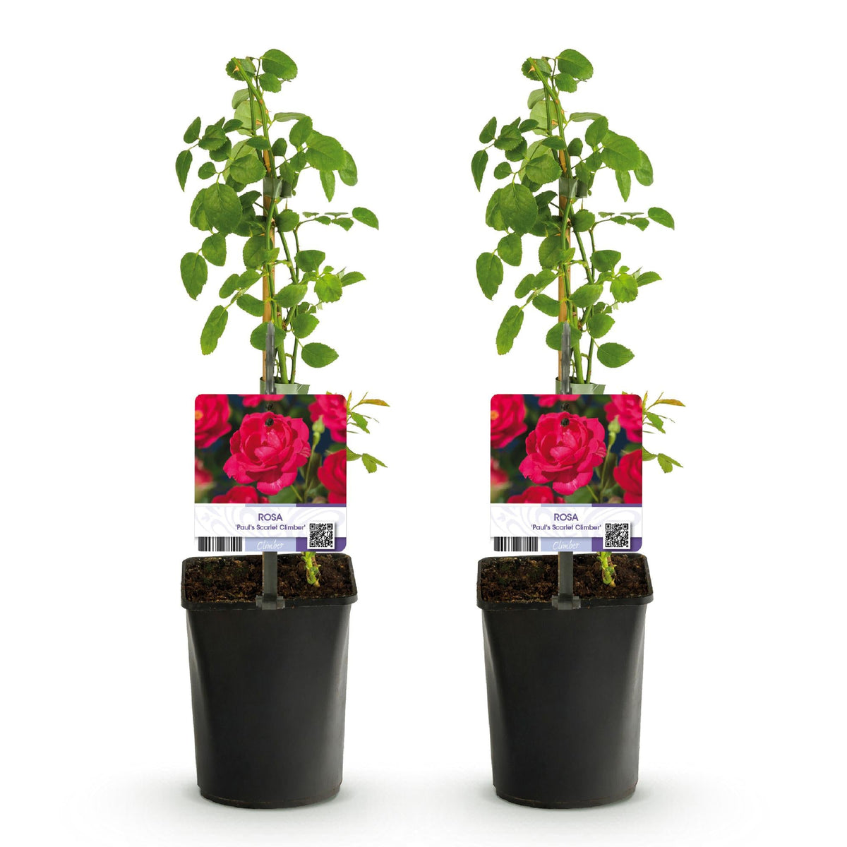 Kletterrose - Rosa Paul Scarlet Climber - Blüte Rot - Wenig Pflege - 2 Pflanzen - Topf 11cm Höhe 40cm 