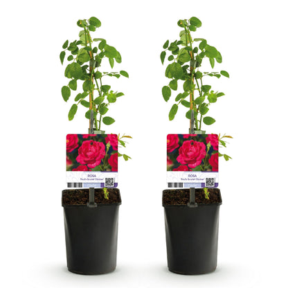 Kletterrose - Rosa Paul Scarlet Climber - Blüte Rot - Wenig Pflege - 2 Pflanzen - Topf 11cm Höhe 40cm 