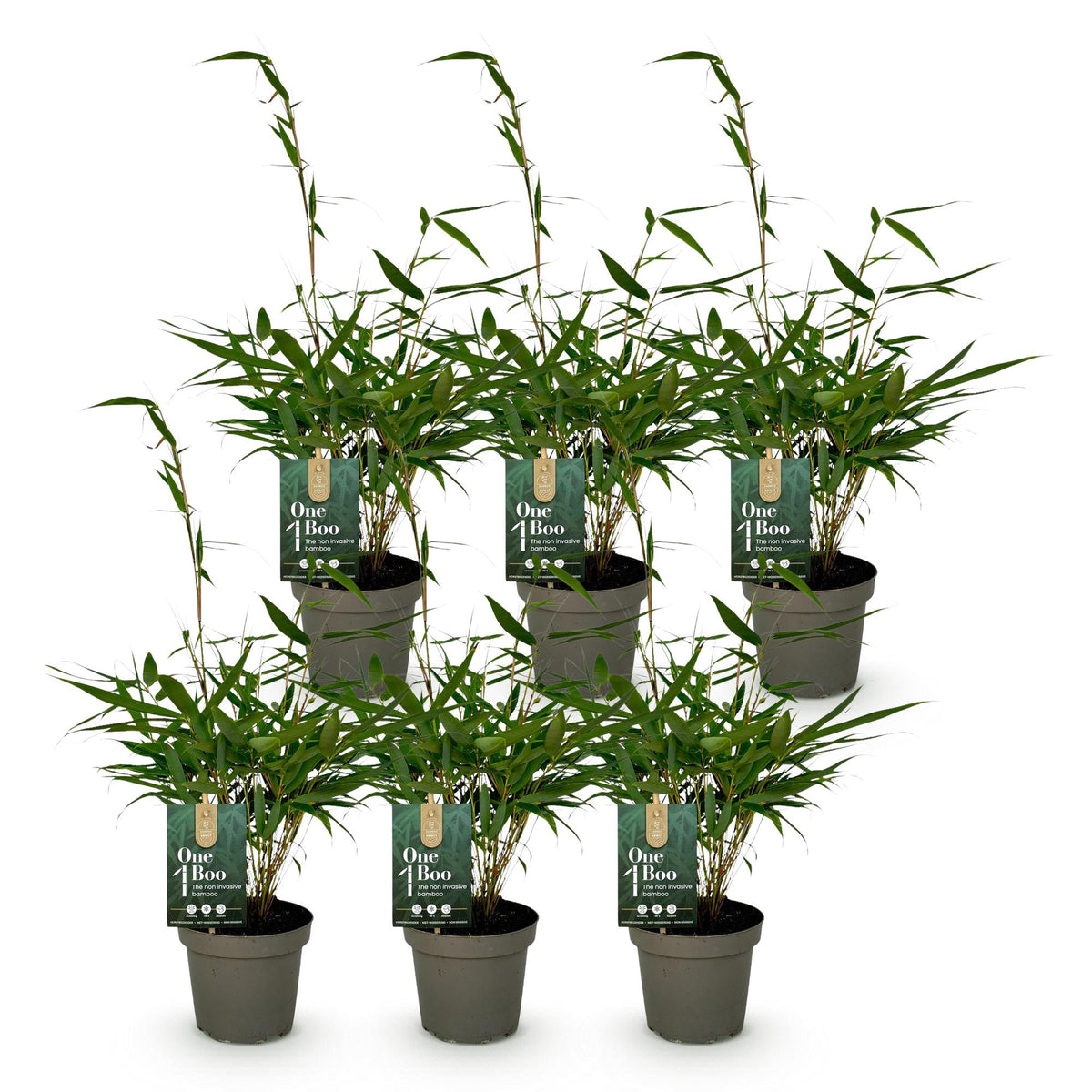 Bambus Fargesia robusta Pingwu immergrüner nicht invasiver Gartenbambus, grüne Sichtschutz Pflanzen, 14cm 35cm hoch 