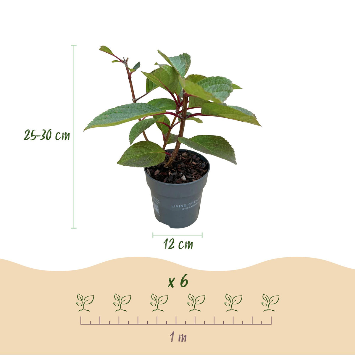 Rispenhortensie Hydrangea paniculata Living Infinity – winterhart – weiß bis hellrosa – 12cm Höhe 20-30cm – kompakter Wuchs, Blüte Spätsommer bis Herbst – für Beet, Hecke, Kübel, Balkon & Terrasse 