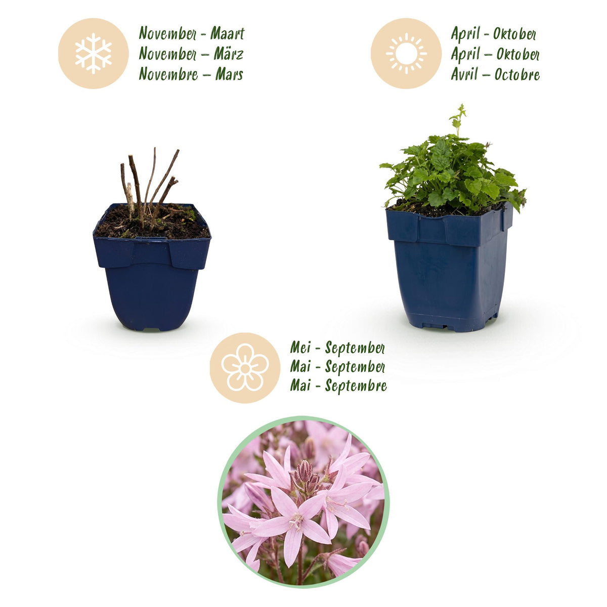 Serbische Glockenblume 'Lisduggan' – Campanula poscharskyana 'Lisduggan' – 12 Pflanzen – Topf Ø11cm – Ansicht 4
