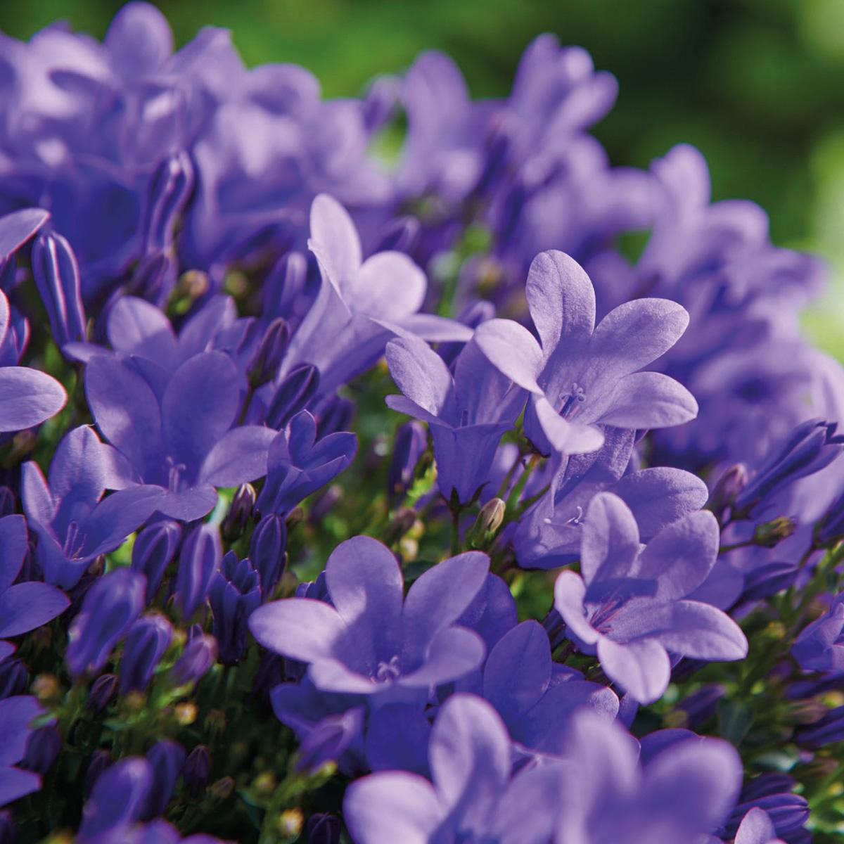 Campanula Addenda Ambella lila 6er Set – Glockenblume violett Topfgröße 12cm – winterhart, lang blühend – Ansicht 12