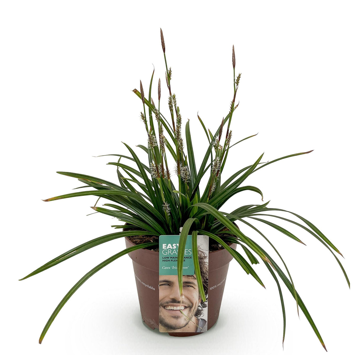 GreenboutiQ - Ziergräser - Carex morrowii Irish Green - Grün & Gelb - 1 Pflanze - Immergrün - Winterhart - Topf 17cm Höhe 50cm 