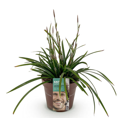 GreenboutiQ - Ziergräser - Carex morrowii Irish Green - Grün & Gelb - 1 Pflanze - Immergrün - Winterhart - Topf 17cm Höhe 50cm 