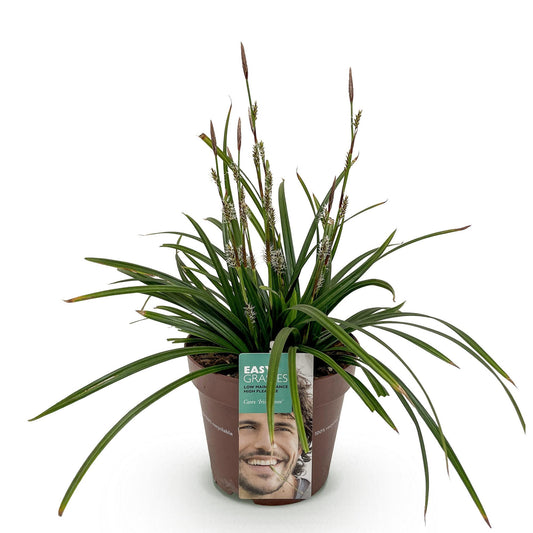 GreenboutiQ - Ziergräser - Carex morrowii Irish Green - Grün & Gelb - 1 Pflanze - Immergrün - Winterhart - Topf 17cm Höhe 50cm 