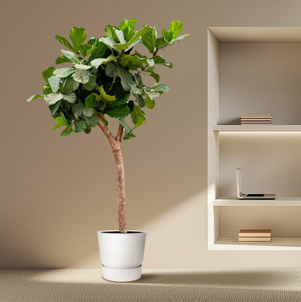 Ficus Lyrata boom XXXL - 230cm - ø40-45 