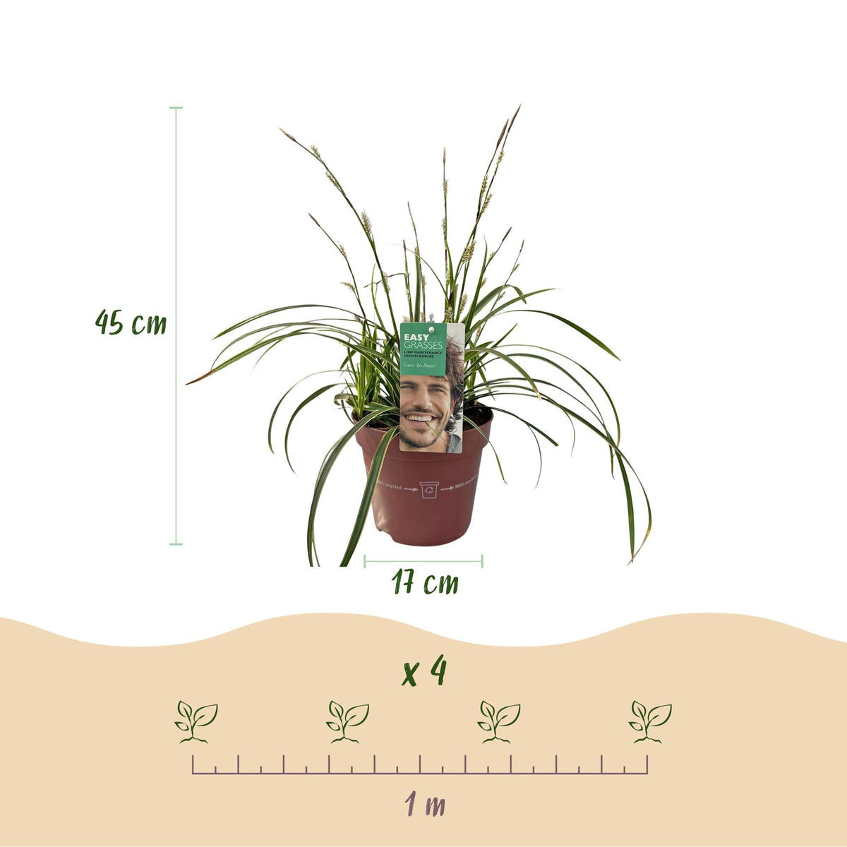 Weißrandige Segge Carex morrowii Ice Dance – 2 Pflanzen – Ø17cm – Immergrün, winterhart & pflegeleicht – Weiß-grüne Blätter – Höhe ca. 50cm – Frischer Look für Garten & Innenbereich 