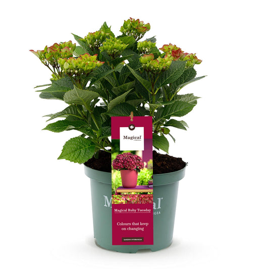 Hortensie Magical Ruby Tuesday & Saphire – 2 Pflanzen – Hydrangea macrophylla - 23 cm – Ca. 55 cm hoch – 6–10 Blüten – Für Balkon, Terrasse & Beet – Pflegeleicht 