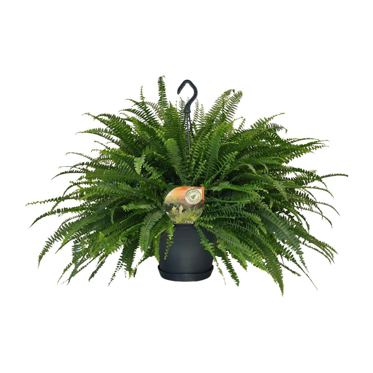 Schwertfarn – Nephrolepis Green Lady – Zimmerpflanze – Ø20 cm – ↕60 cm – Boston-Farn – Pflegeleicht – Luftreinigend 