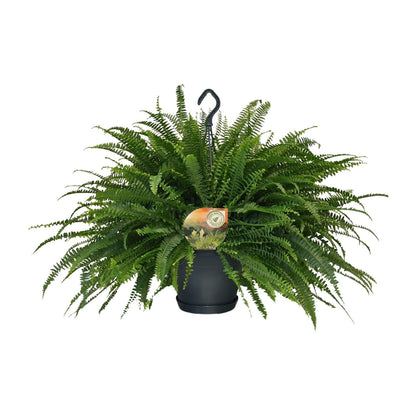 Schwertfarn – Nephrolepis Green Lady – Zimmerpflanze – Ø20 cm – ↕60 cm – Boston-Farn – Pflegeleicht – Luftreinigend 