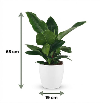 Green boutiQ - Zimmerpflanze - Philodendron - Philodendron Imperial Green - Grün - Pflegeleicht - 1 Pflanze - mit weißem Übertopf - Topf 19cm - Höhe 65cm 