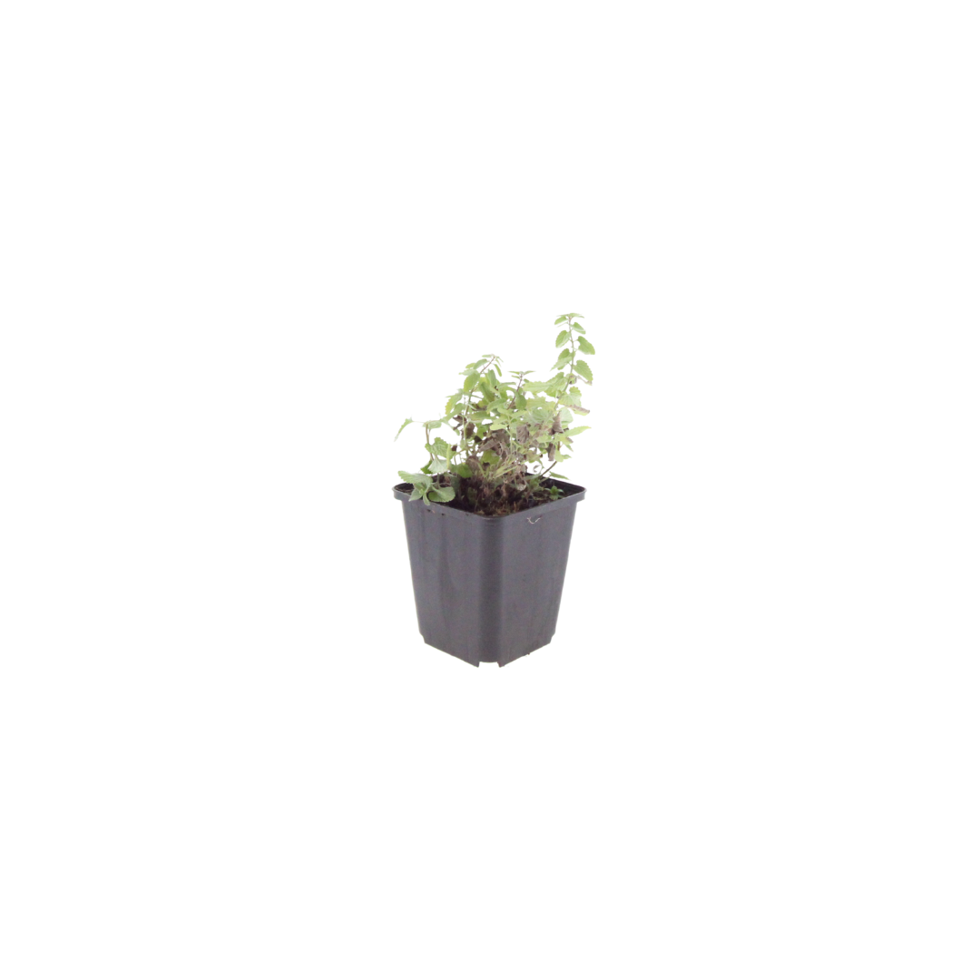Nepeta Grol Katzenminze Blauviolett blühende Staude Ø9cm 6 Stück
