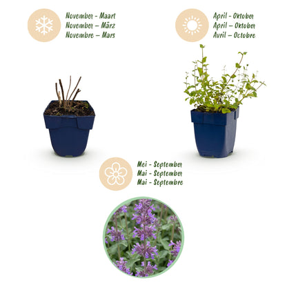 Katzenminze 'Grog' – Nepeta racemosa 'Grog' – Topf Ø11cm – Bienenfreundliche Staude für Garten & Balkon – Ansicht 4