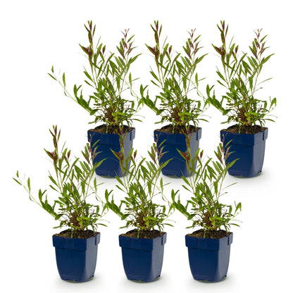 Prachtkerze 'Whirling Butterflies' – Gaura lindheimeri 'Whirling Butterflies' – 6 Pflanzen – Topf Ø11cm – Ansicht 2