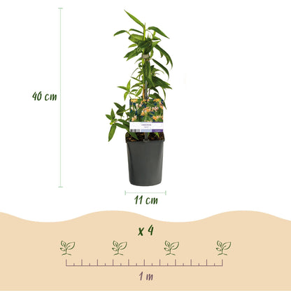 Geißblatt - Lonicera henryi - Blüte Rosa - Wenig Pflege - 2 Pflanzen - Topf 11cm Höhe 40cm 