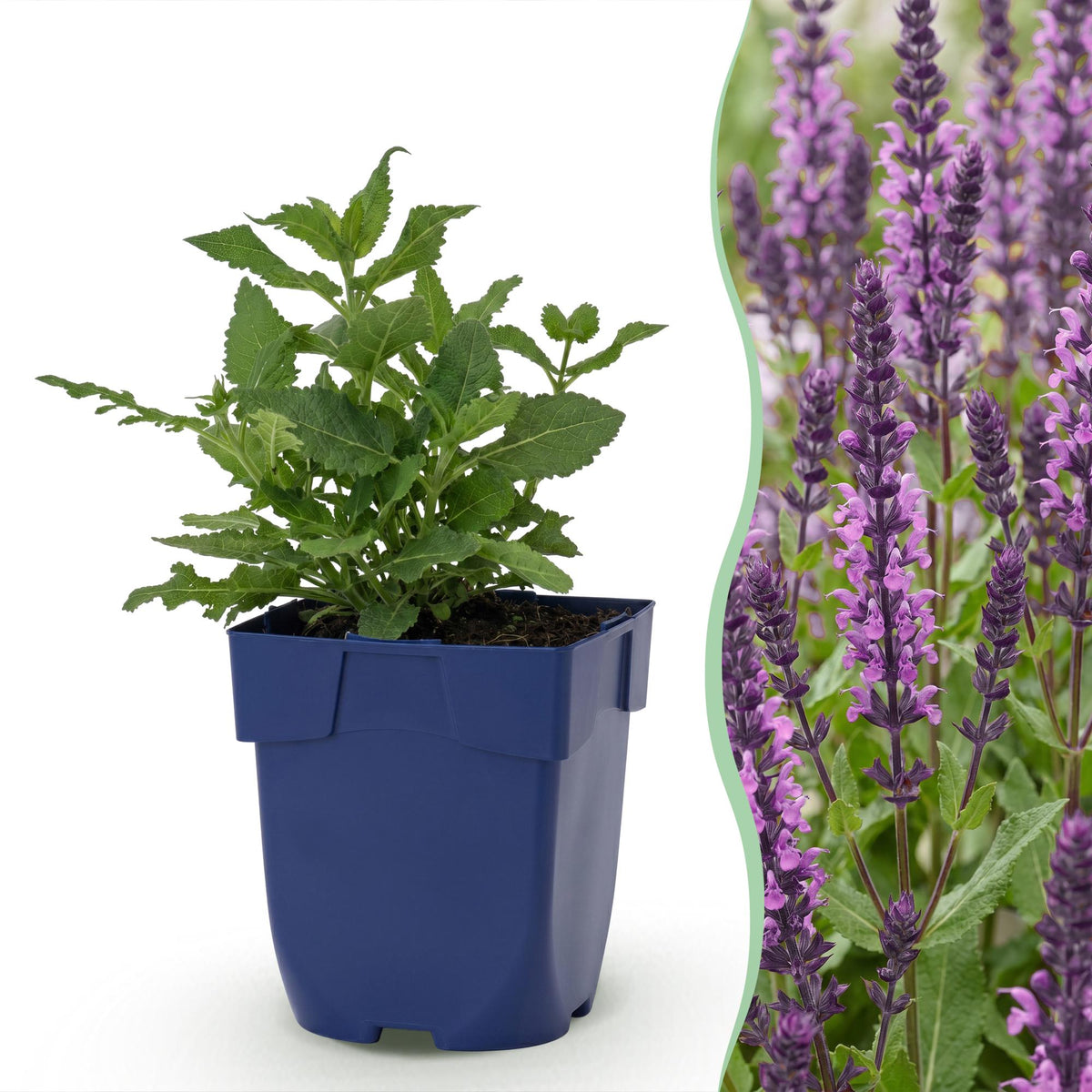 Steppensalbei 'Sensation Deep Pink' – Salvia nemorosa 'Sensation Deep Pink' – Topf Ø11cm