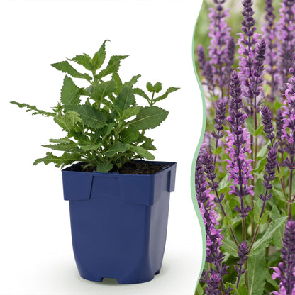 Steppensalbei 'Sensation Deep Pink' – Salvia nemorosa 'Sensation Deep Pink' – Topf Ø11cm