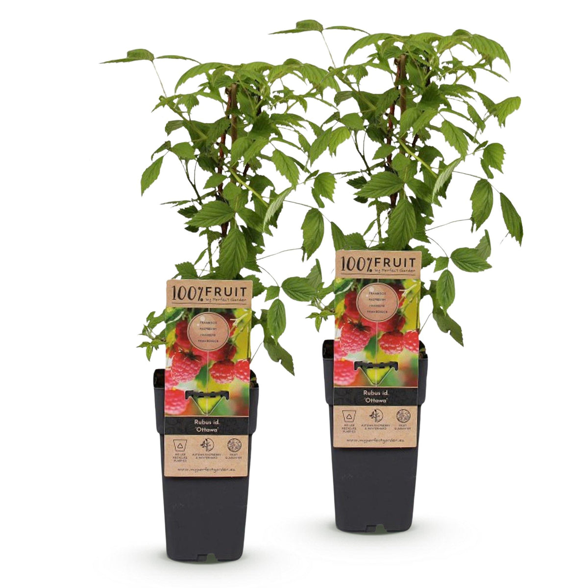 Green boutiQ - Fruit plant - Rubus idaeus Ottawa - Raspberry plant - Hardy - Red Raspberry - 2 Plants - Pot 15cm - Height 50cm 