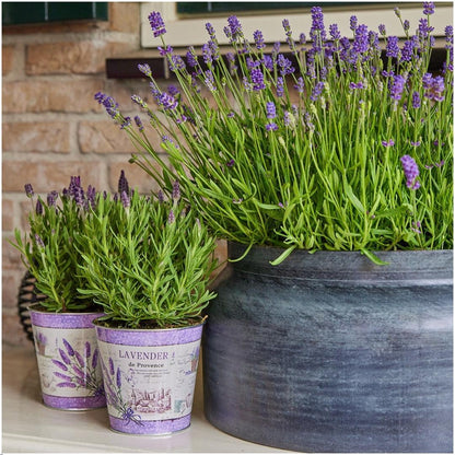 Echter Lavendel Lavandula stoechas Anouk – 3 Pflanzen – Duftender Schopflavendel im Dekotopf Lavenderprint – Ø13 cm – Winterhart – Für Balkon, Terrasse & Garten 